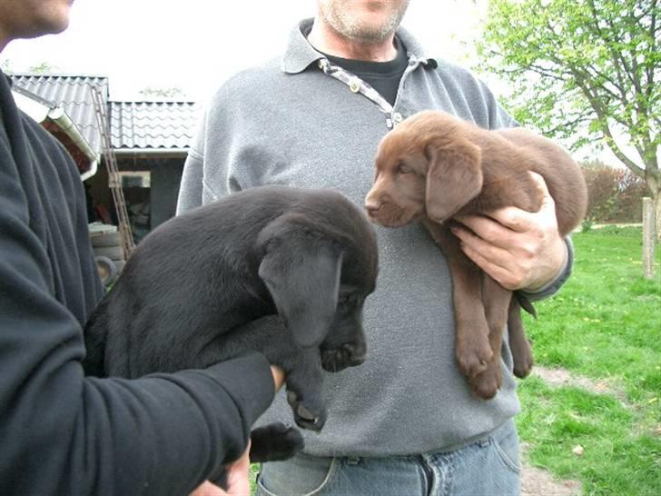 Blanding af racer Henning billede 16