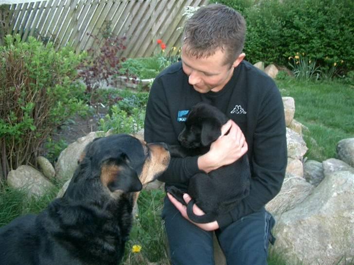 Blanding af racer Henning - Henning møder Mulle for første gang billede 18