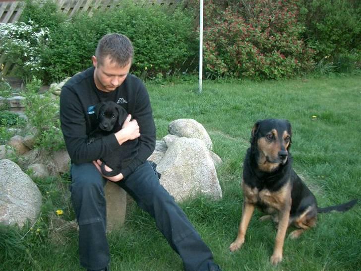 Blanding af racer Henning billede 19