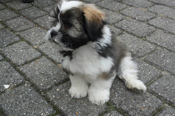 Lhasa apso Rubin - her er rubin 1 dag og jeg har besluttet at det skal være ham vi beholder billede 1