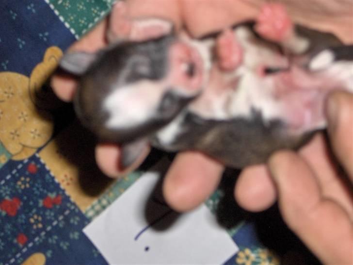 Lhasa apso Rubin billede 2