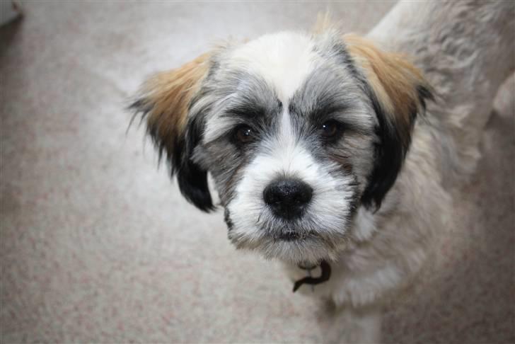 Lhasa apso Rubin billede 3