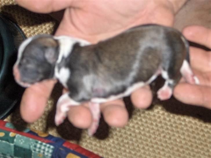 Lhasa apso Rubin billede 4