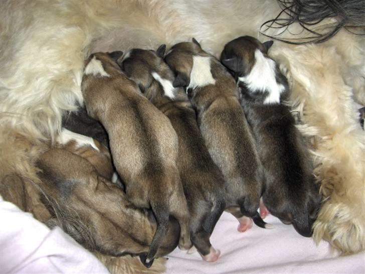 Lhasa apso Rubin - rubin yderst til højre, på mælkebar med søskende billede 5
