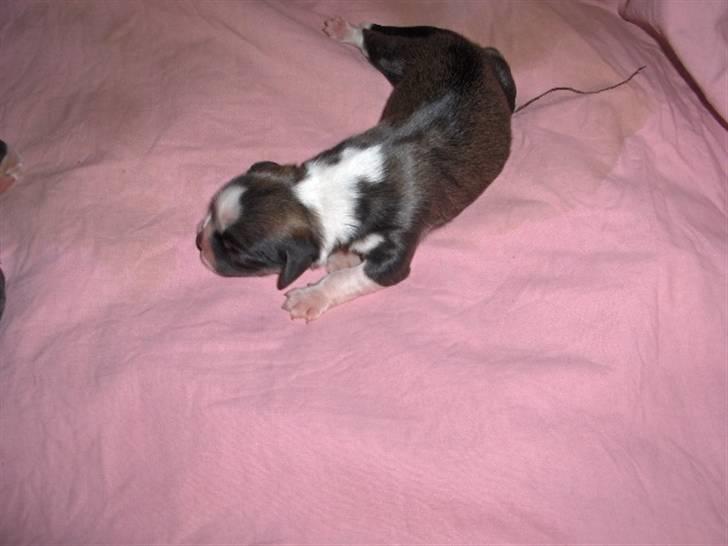 Lhasa apso Rubin billede 6