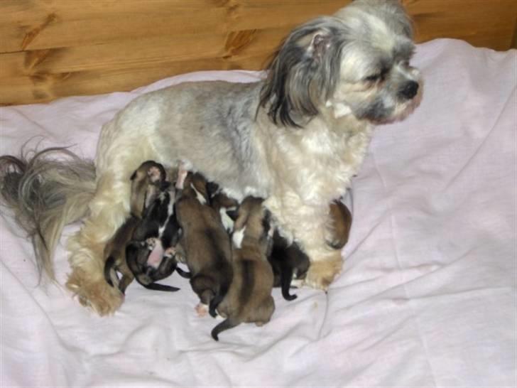 Lhasa apso Rubin - Rubin og søskende, med den stolte moder, hun er rigtig god ved hvalpene billede 7