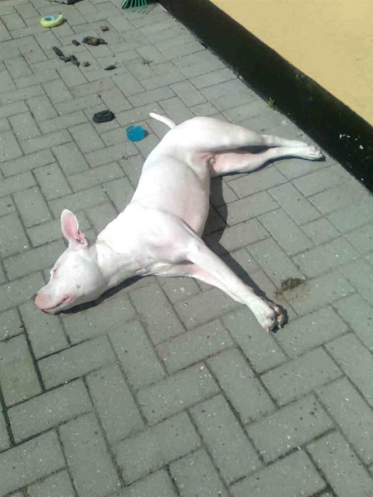 Amerikansk staffordshire terrier *bor hos min eks nu*Chica - Åhhh det er skønt at være ude på en sommerdag :) billede 15