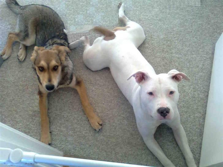 Amerikansk staffordshire terrier *bor hos min eks nu*Chica - Mig og min lillesøster kan faktisk stadig godt ligge stille i ca 30 sekunder *ss* billede 16