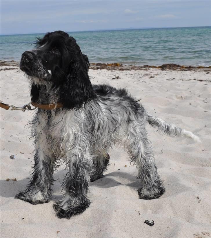 Cocker spaniel Castello - "Mmh tang og sand og døde krabber, det er lækkert !" billede 19