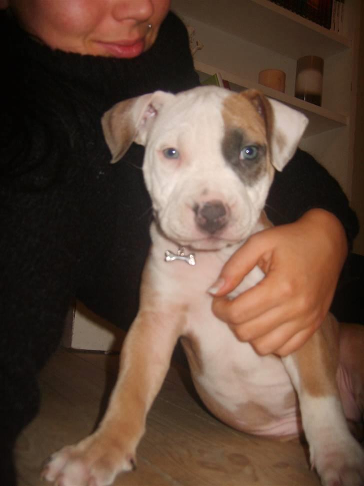 Amerikansk staffordshire terrier Monique billede 5