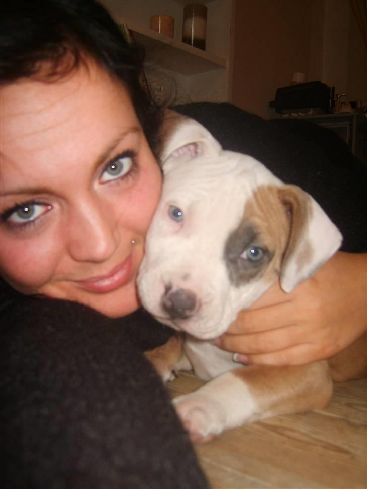 Amerikansk staffordshire terrier Monique billede 6