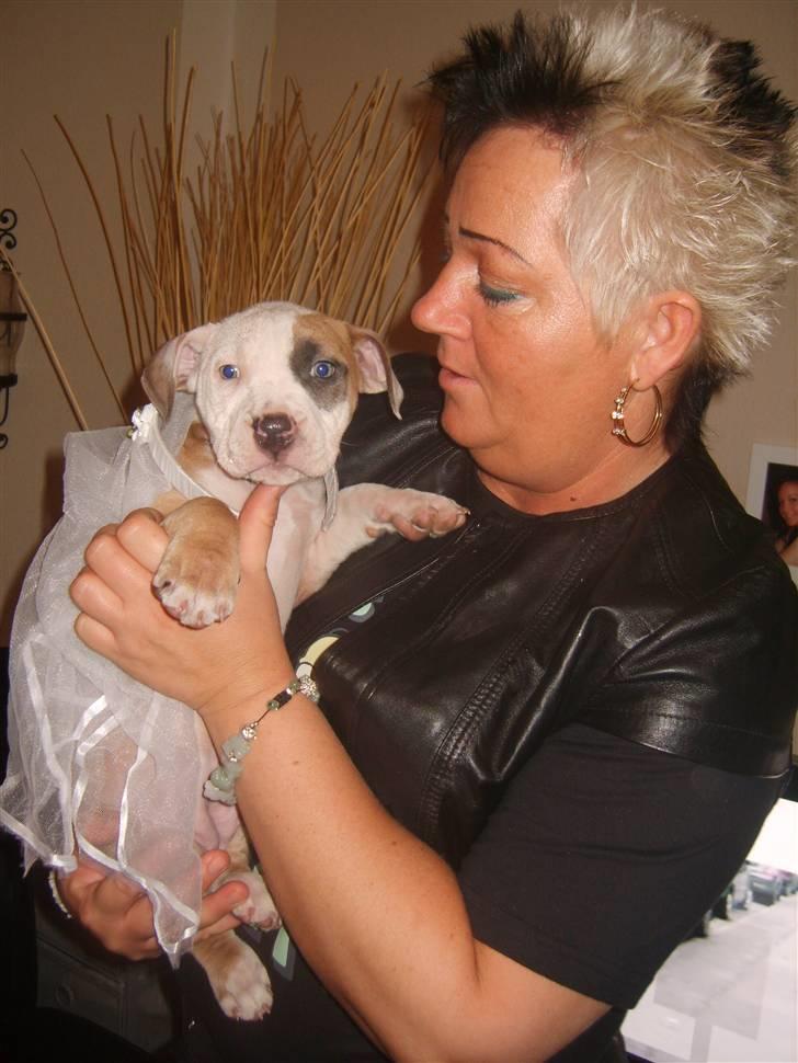 Amerikansk staffordshire terrier Monique billede 7