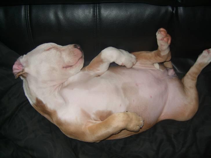 Amerikansk staffordshire terrier Monique billede 8