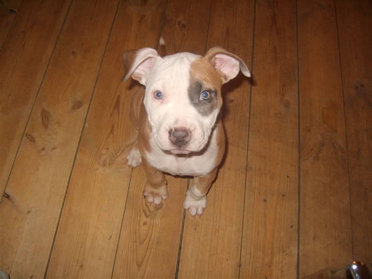 Amerikansk staffordshire terrier Monique billede 9