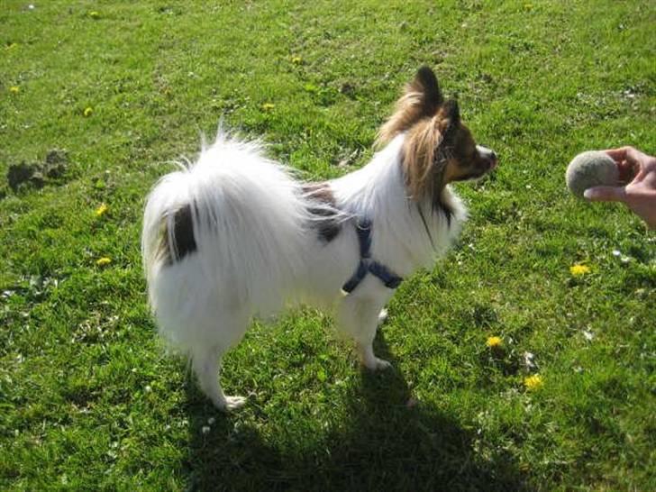 Papillon Gizmo billede 1