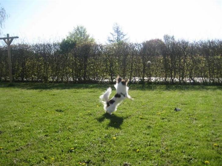 Papillon Gizmo billede 2