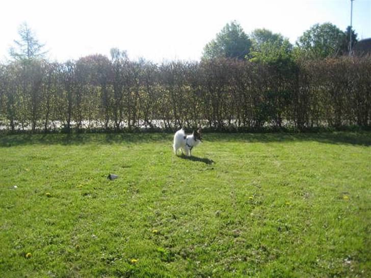 Papillon Gizmo billede 3