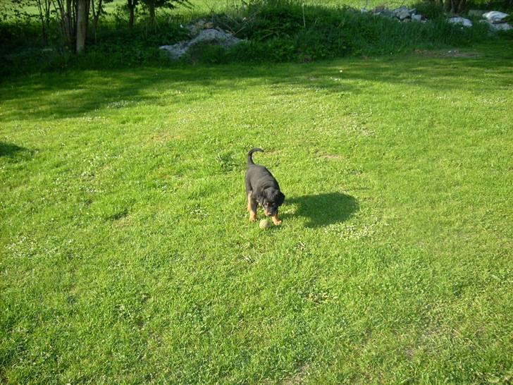 Rottweiler ALPHA + 8-02-2010 billede 8