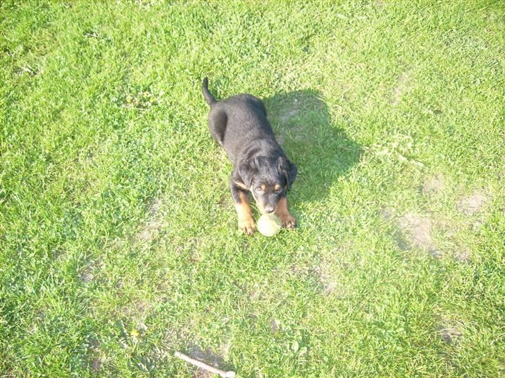 Rottweiler ALPHA + 8-02-2010 billede 9