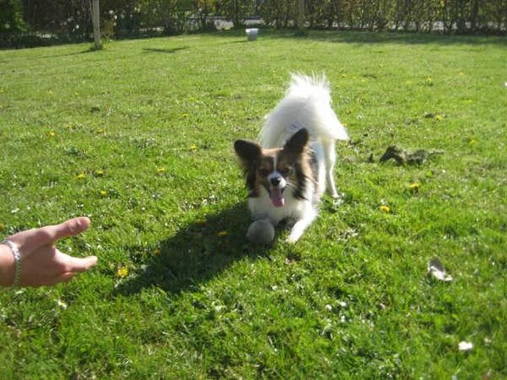 Papillon Gizmo billede 4