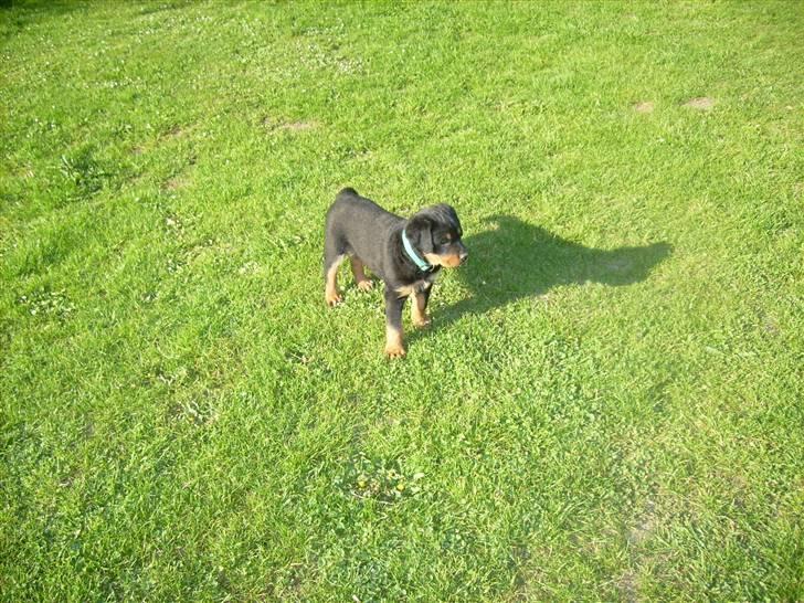 Rottweiler ALPHA + 8-02-2010 billede 10