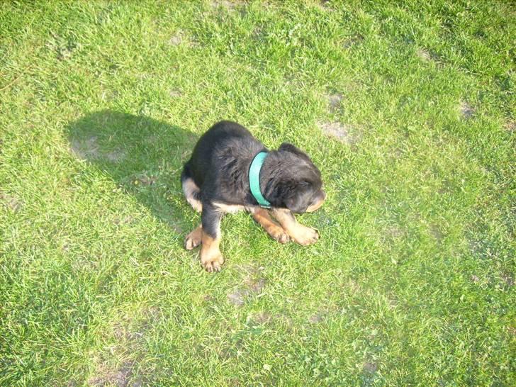 Rottweiler ALPHA + 8-02-2010 billede 11