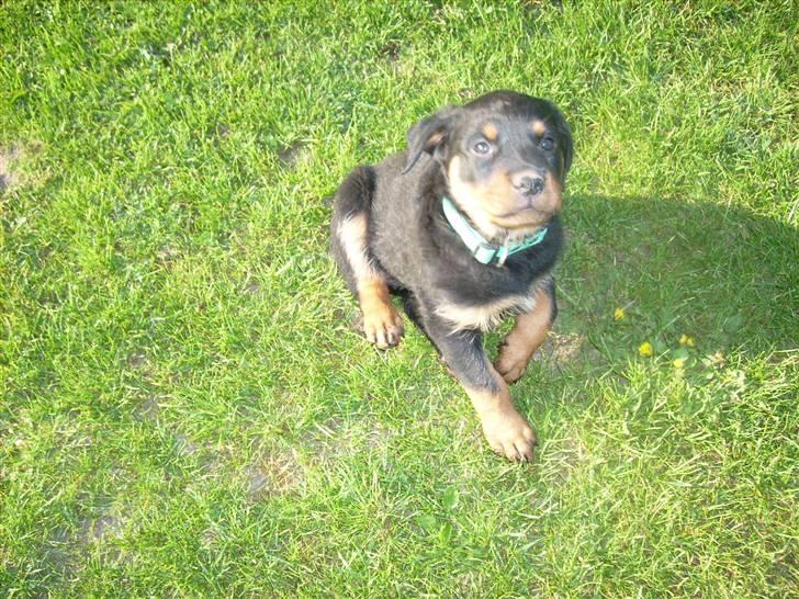 Rottweiler ALPHA + 8-02-2010 billede 12