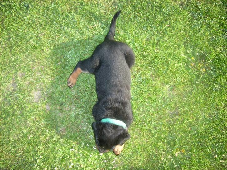 Rottweiler ALPHA + 8-02-2010 billede 13