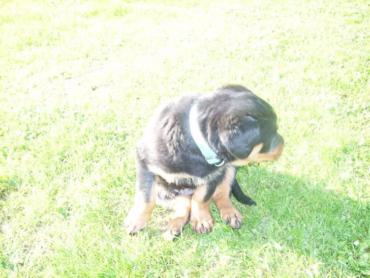 Rottweiler ALPHA + 8-02-2010 billede 14