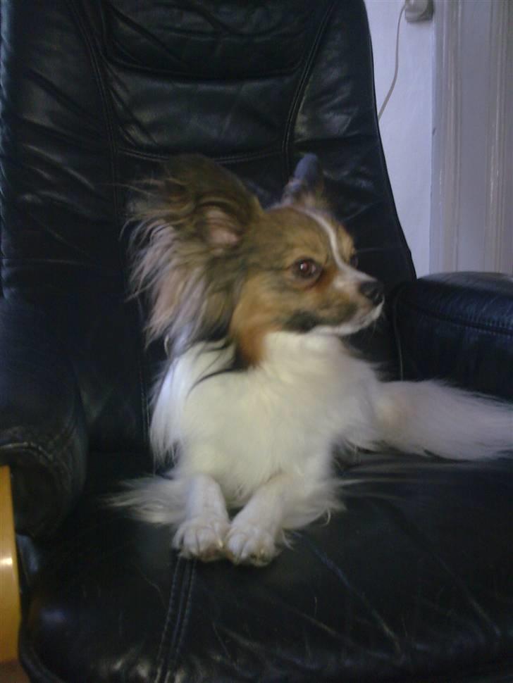 Papillon Gizmo billede 5