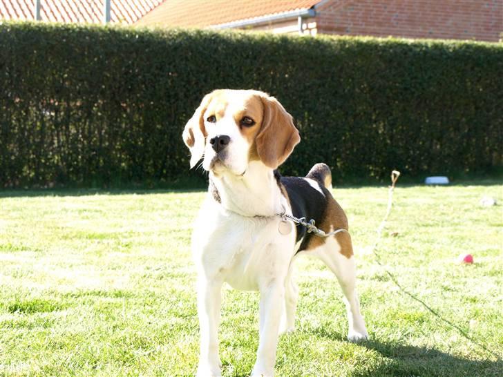 Beagle Maggi billede 20