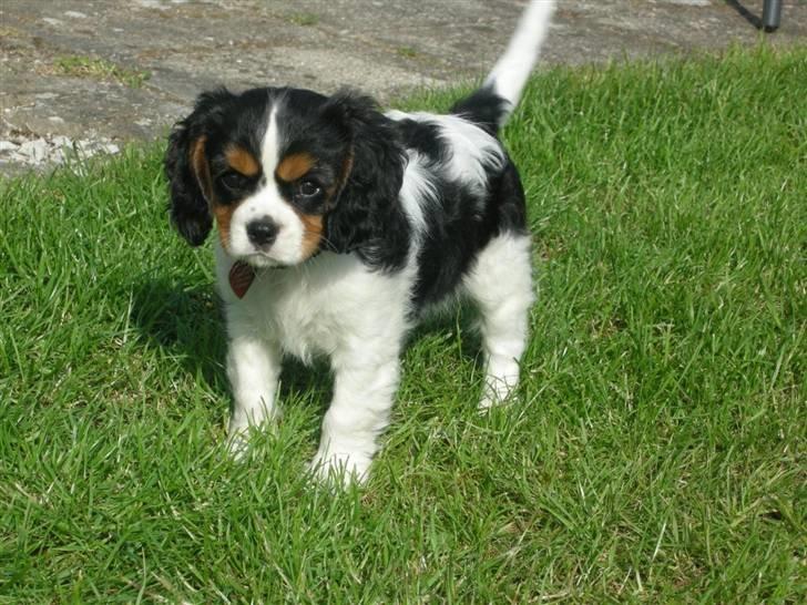 Cavalier king charles spaniel Gismo - Velkommen til Gismo´s profil :) Er hun ikke fin? 10 uger gammel. billede 1