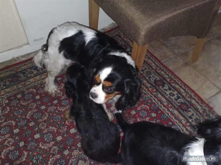 Cavalier king charles spaniel Gismo - Gismo´s mor Niemi´s Soffi. En meget smuk dame :o) billede 2