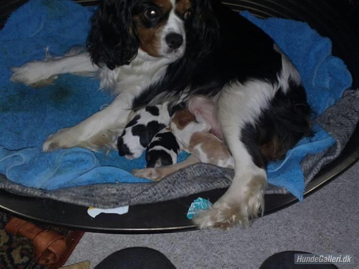 Cavalier king charles spaniel Gismo - Gismo´s mor Niemi´s Soffi og søskende -  gad vide om der er mad nok til alle?:) billede 3