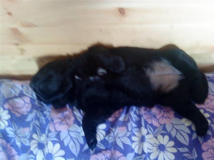 Blanding af racer Loulou billede 8