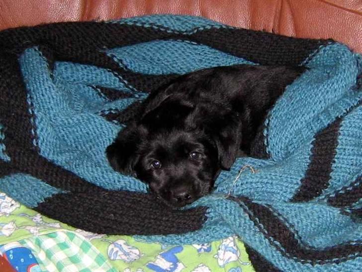 Blanding af racer Loulou billede 9