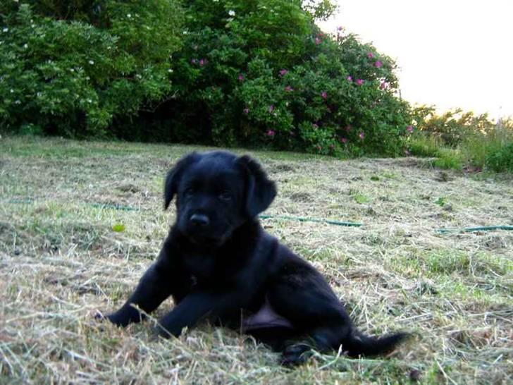 Blanding af racer Loulou billede 10