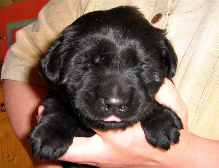 Blanding af racer Loulou billede 11