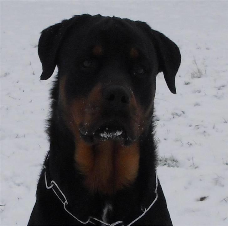 Rottweiler Armani - her står jeg billede 1