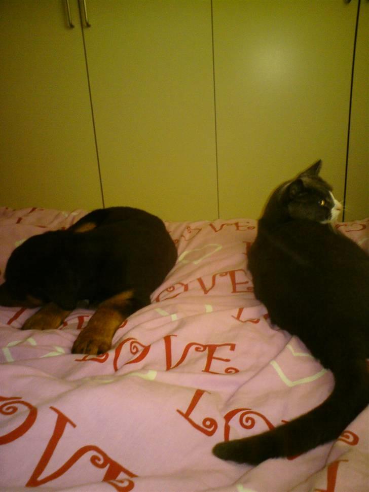 Rottweiler Armani - vores 2 vidundere billede 2