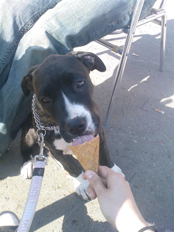 Blanding af racer Medina " Miss diva" - mmmmm min første is sammen med mor og hendes venner.. Mums den er god :) billede 13