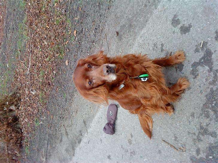 Irsk setter Vega nu himmelhund :,( - Velkommen til Vega`s profil :) billede 1