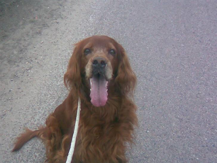 Irsk setter Vega nu himmelhund :,( billede 5