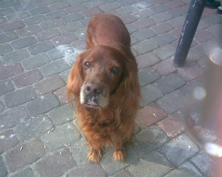 Irsk setter Vega nu himmelhund :,( billede 9