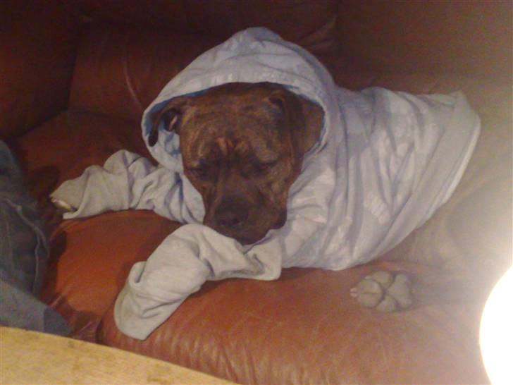 Amerikansk bulldog Topps Magic Mette - lidt autonom er man vel billede 10