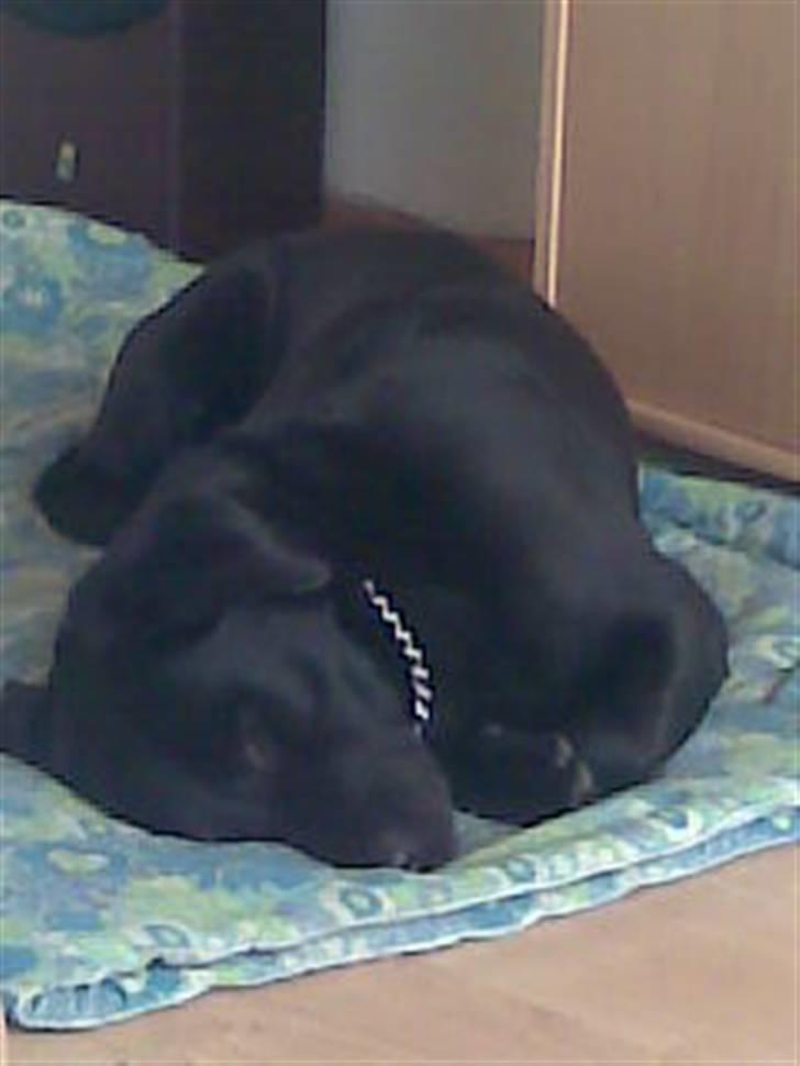 Labrador retriever Engbo's (Paw) Chester - Sådan ligger han nogle gange billede 2