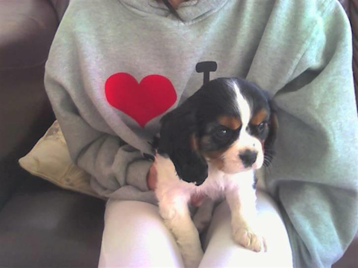 Cavalier king charles spaniel Gismo - Gismo, da vi lige havde fået hende hjem. Hun var meget træt efter at have sejlet fra Jylland til Sjælland. billede 4