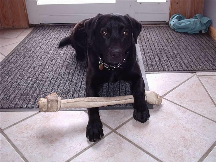 Labrador retriever Engbo's (Paw) Chester billede 4