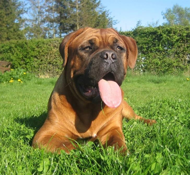 Dogue de bordeaux Sienna - Knap 7 måneder gammel og nyder solskinnet billede 6