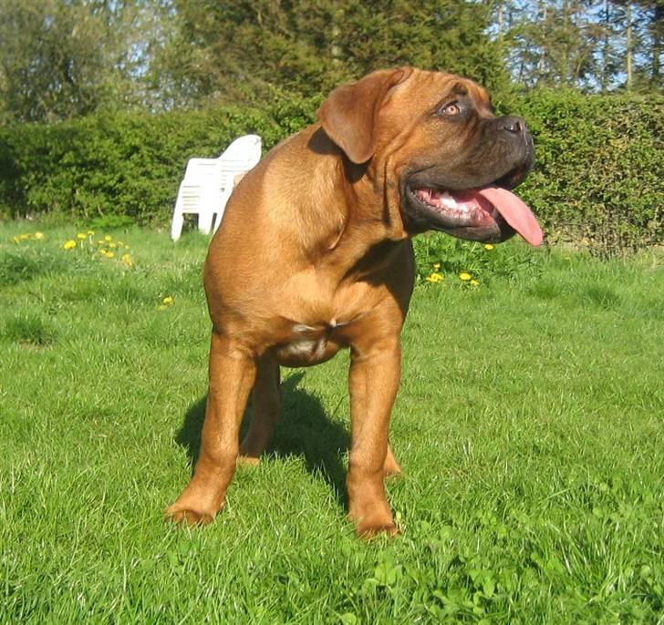 Dogue de bordeaux Sienna - Lille Pluto billede 7